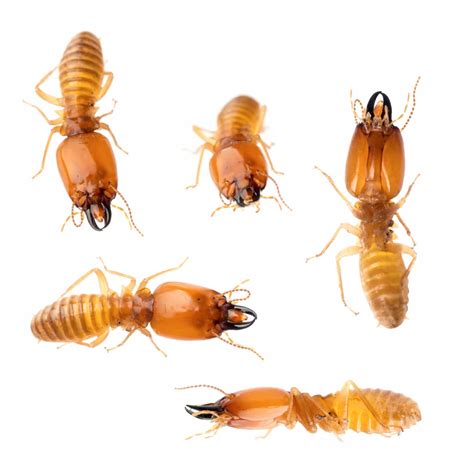 Termites hawaii. Things To Know About Termites hawaii. 